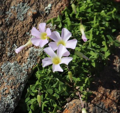Oxalis comosa, photographed by Tony Rebelo
