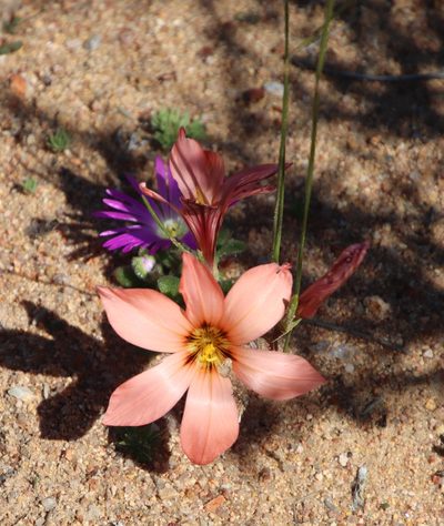 Romulea namaquensis, photographed by Tony Rebelo