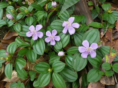 Melastoma dodecandrum, photographed by Aaron Liston