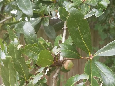 Quercus laurifolia, photographed by Nash Turley