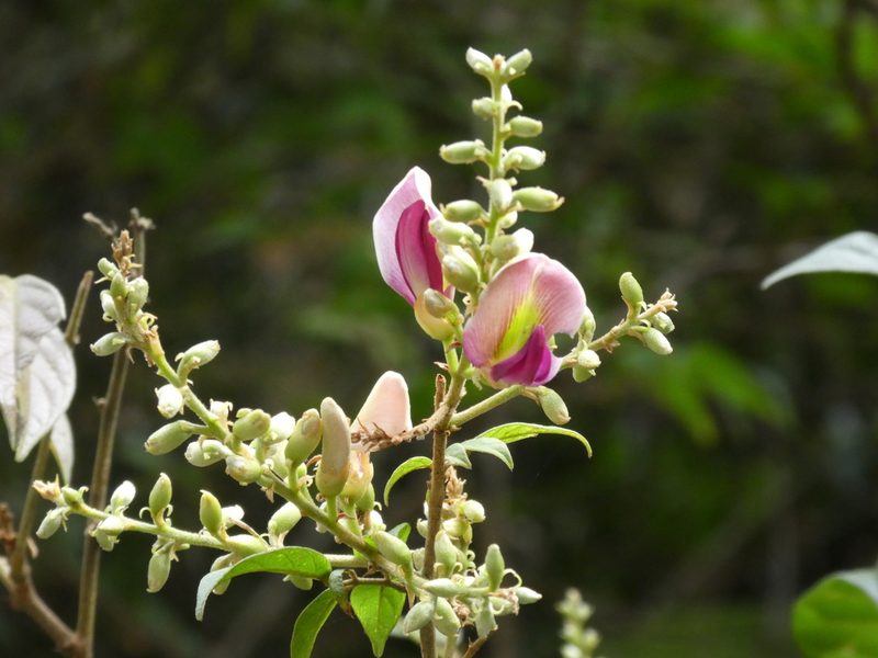 Callerya dielsiana, photographed by Aaron Liston