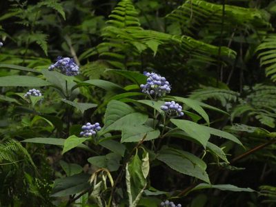 Hydrangea febrifuga, photographed by Aaron Liston