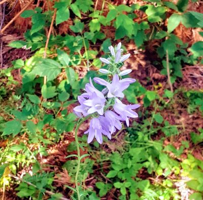Campanula bononiensis, photographed by Эмиль Поливин