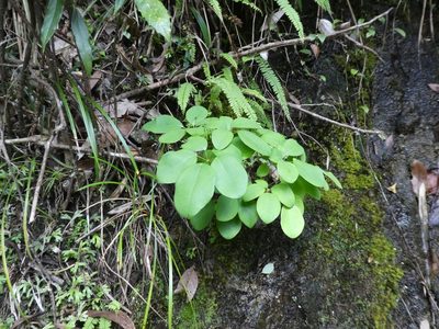 Stauntonia obovata, photographed by Aaron Liston