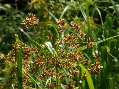 Rhynchospora corymbosa, photographed by Jacy Chen