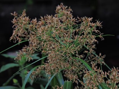 Rhynchospora corymbosa, photographed by Jacy Chen