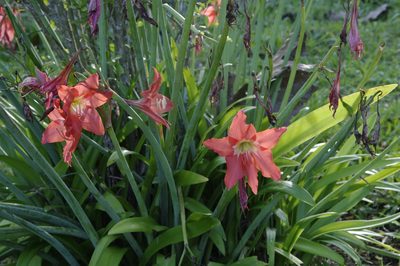 Hippeastrum puniceum, photographed by Eric Knight