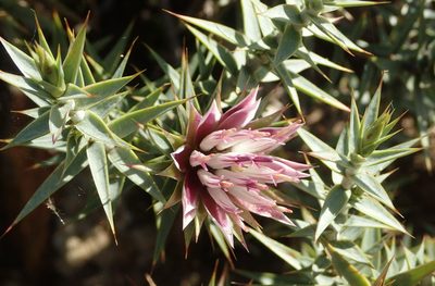 Macledium relhanioides, photographed by Nicola van Berkel