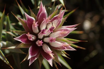 Macledium relhanioides, photographed by Nicola van Berkel