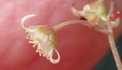 Crassula umbella, photographed by Nicola van Berkel