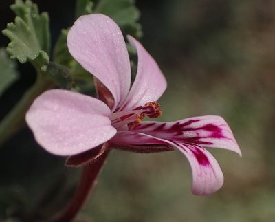Pelargonium exstipulatum, photographed by Nicola van Berkel