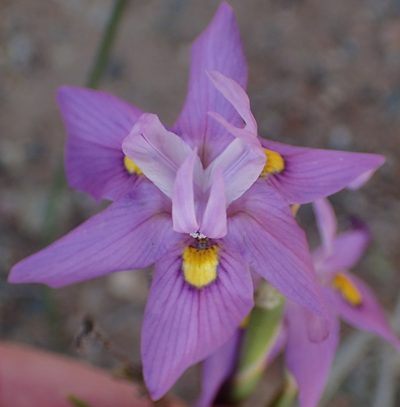Moraea bipartita, photographed by Nicola van Berkel