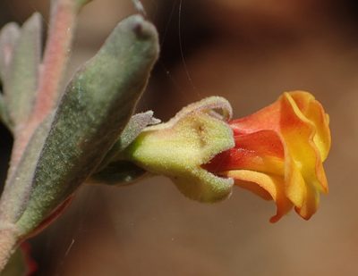 Hermannia diversistipula, photographed by Nicola van Berkel