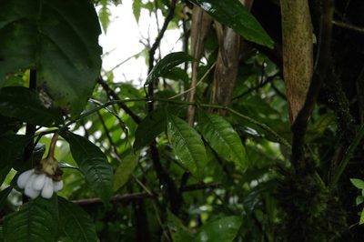 Psychotria urbaniana, photographed by Eric Knight