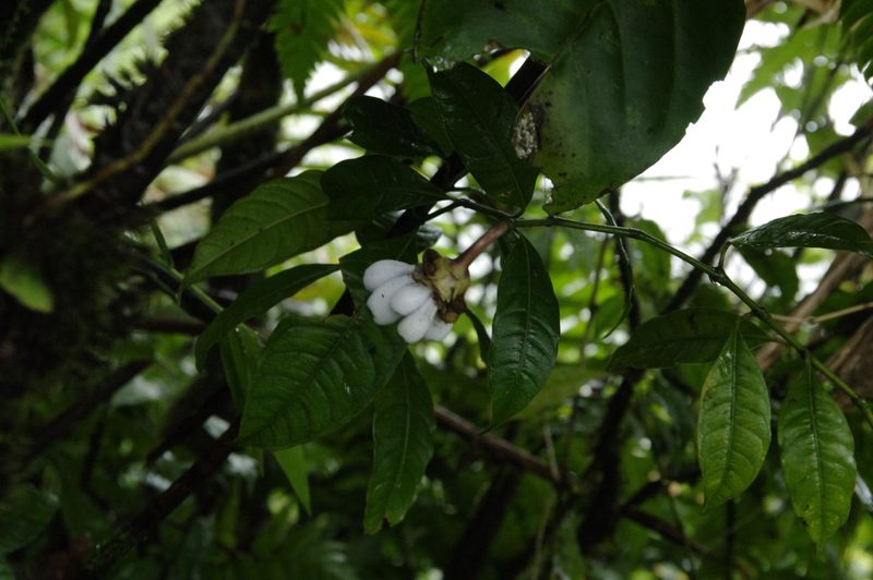 Psychotria urbaniana, photographed by Eric Knight