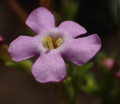 Sutera foetida, photographed by Nicola van Berkel