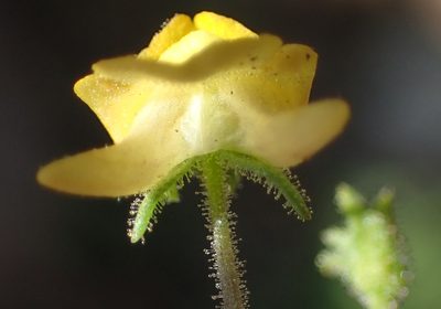 Hemimeris gracilis, photographed by Nicola van Berkel