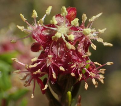 Passerina obtusifolia, photographed by Nicola van Berkel
