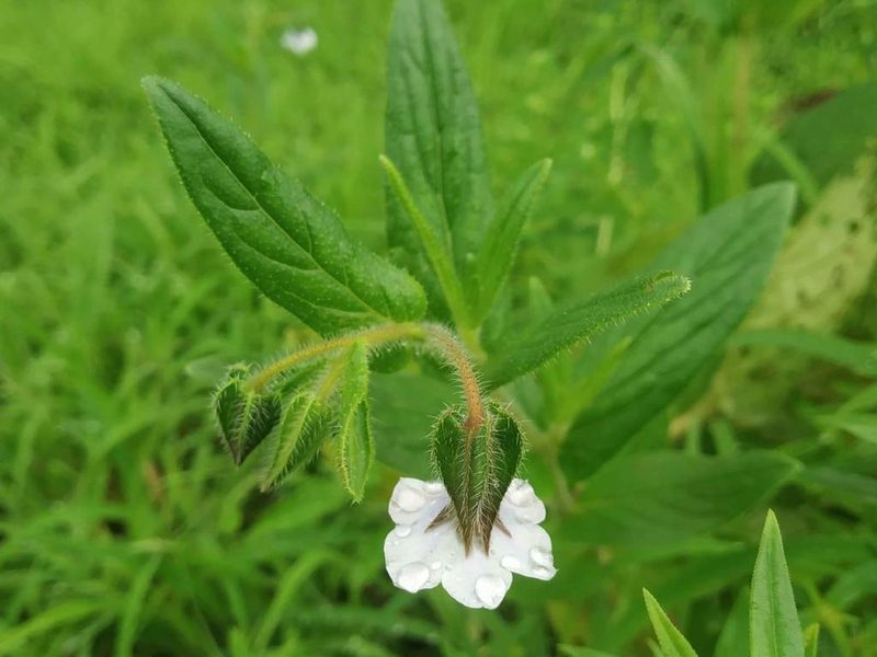 Trichodesma inaequale, photographed by S.MORE