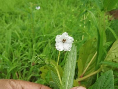 Trichodesma inaequale, photographed by S.MORE