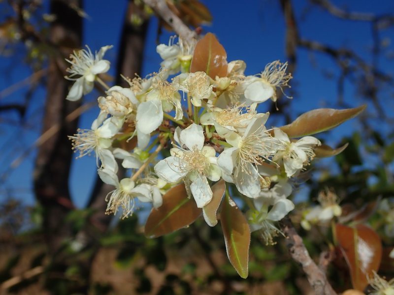 Eugenia dysenterica, photographed by Tsssss