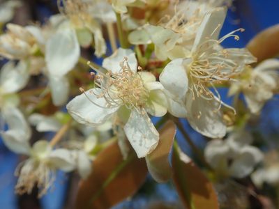 Eugenia dysenterica, photographed by Tsssss