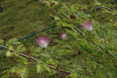 Calliandra surinamensis, photographed by Eric Knight