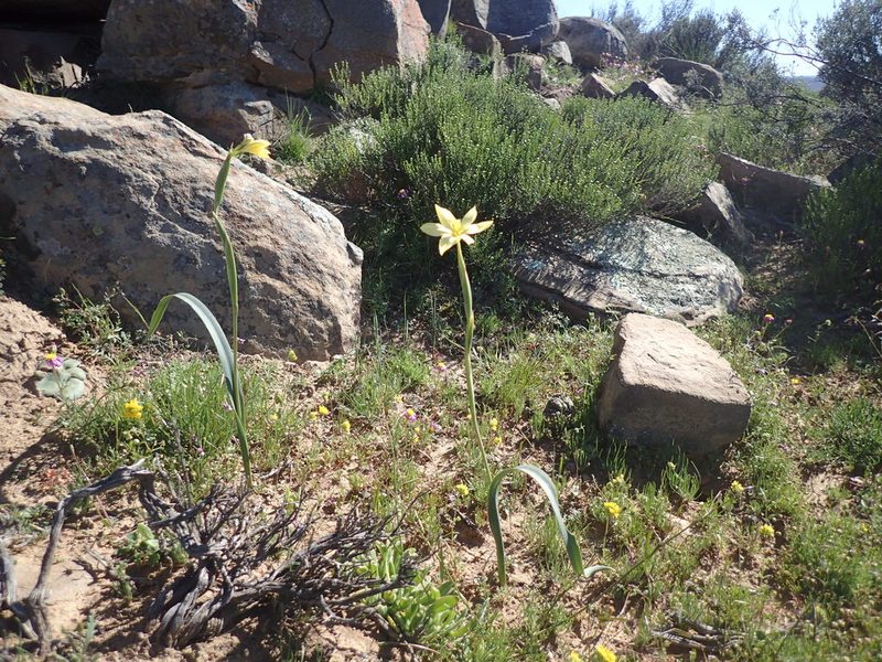 Moraea bifida, photographed by Mahomed Desai