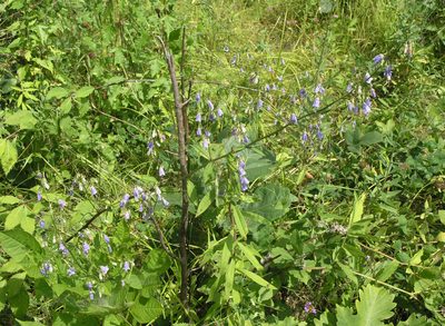 Adenophora pereskiifolia, photographed by Oleg Kosterin