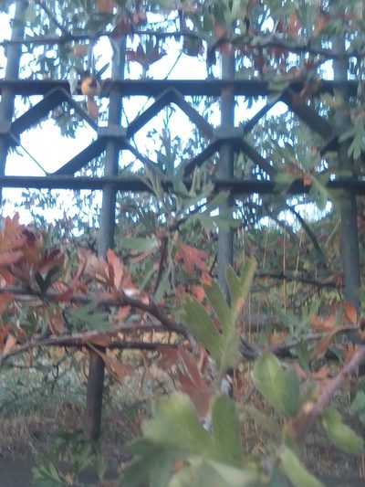 Crataegus orientalis, photographed by Михаил Орлов