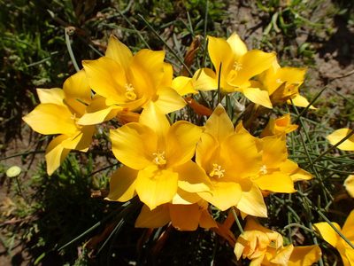 Romulea diversiformis, photographed by Mahomed Desai