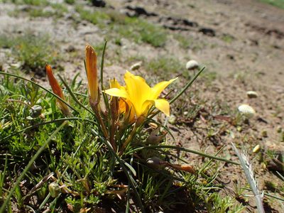 Romulea diversiformis, photographed by Mahomed Desai