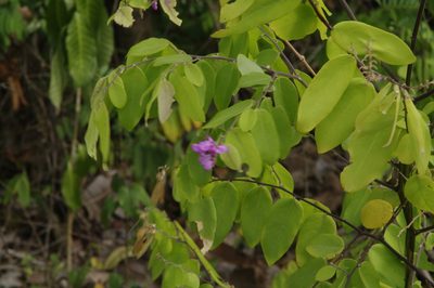 Securidaca diversifolia, photographed by Eric Knight