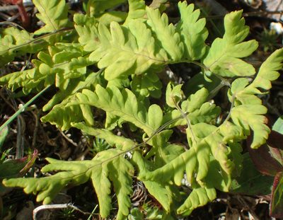 Gymnocarpium continentale, photographed by Connie Taylor