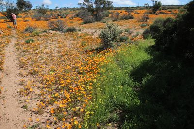 Senecio abruptus, photographed by Tony Rebelo