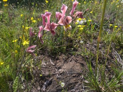 Gladiolus virescens, photographed by kevin koen