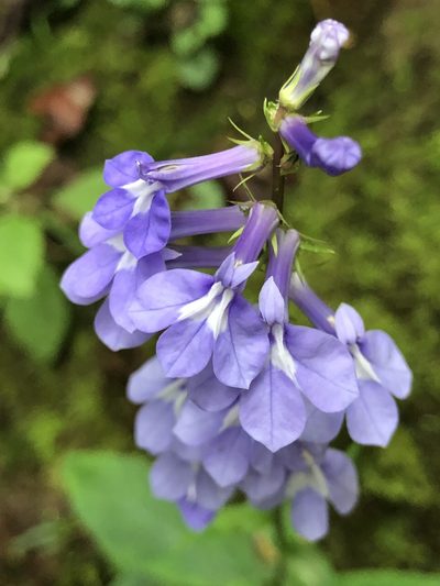 Lobelia amoena, photographed by Bill Sheehan