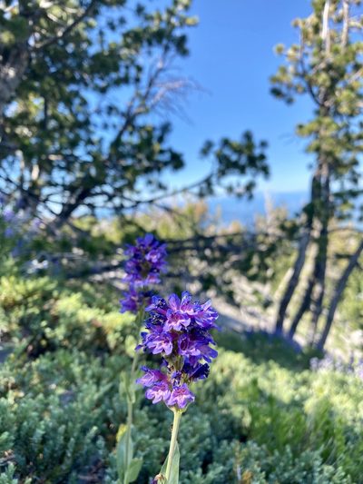 Penstemon euglaucus, photographed by Patrick Cox