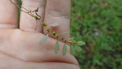 Phyllanthus caroliniensis, photographed by John Abrams