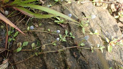 Eryngium prostratum, photographed by John Abrams