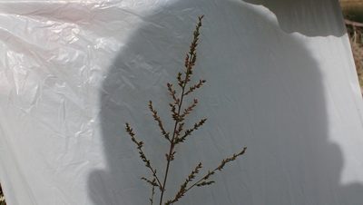 Coleataenia anceps, photographed by John Abrams