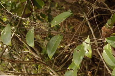 Passiflora laurifolia, photographed by Eric Knight