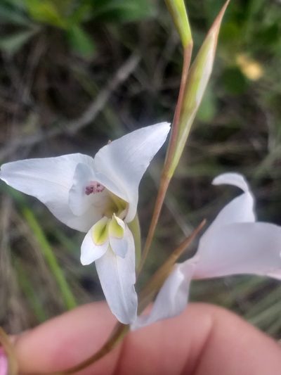 Gladiolus involutus, photographed by kevin koen