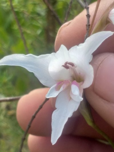 Gladiolus involutus, photographed by kevin koen