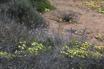 Heliophila leptophylla, photographed by Tony Rebelo