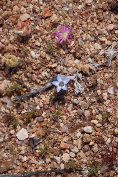 Wahlenbergia acaulis, photographed by Tony Rebelo