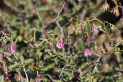 Hermannia trifurca, photographed by Tony Rebelo