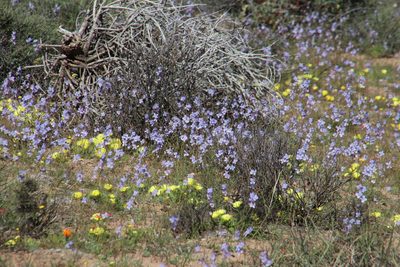 Heliophila leptophylla, photographed by Tony Rebelo