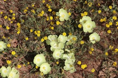 Grielum humifusum, photographed by Tony Rebelo