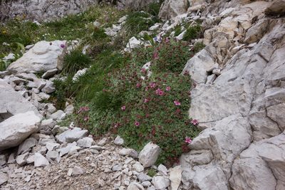Potentilla nitida, photographed by Felicia Seichter
